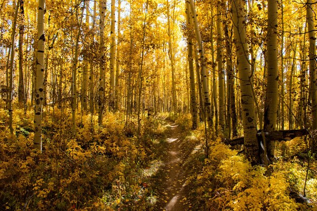 Autumn trees in forest