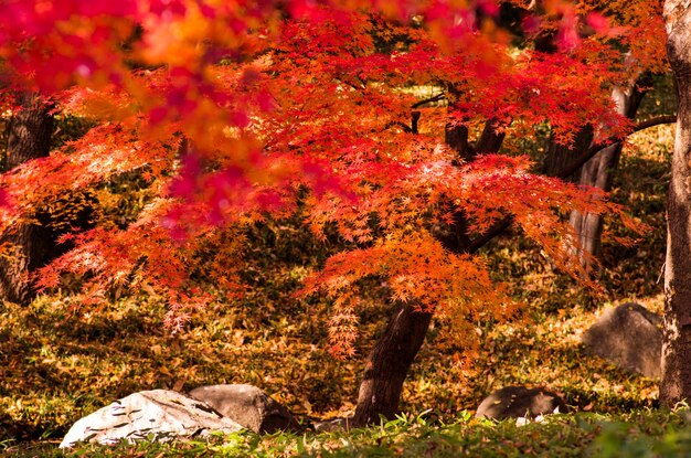 写真 畑で育つ秋の木