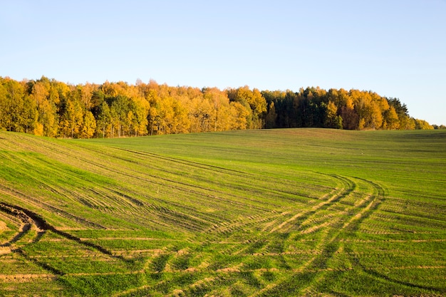 Photo autumn trees near the agricultural field