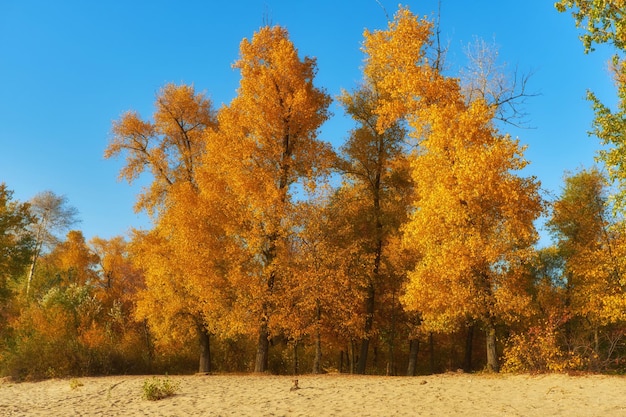 Autumn trees near the river leaves on sand