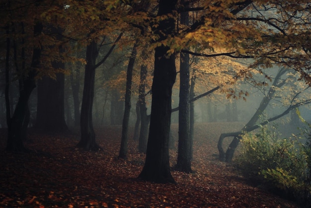 autumn trees in park during foggy weather