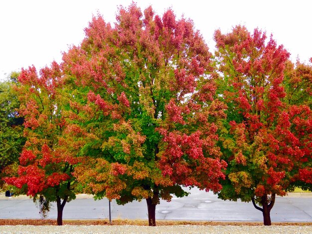 Autumn trees at park