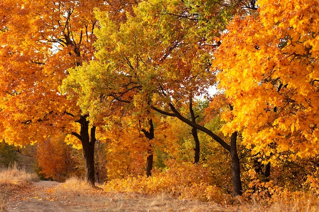 Осенние деревья в парке
