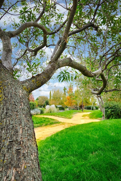 Foto alberi autunnali nel parco.