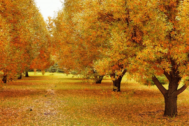 公園の秋の木々