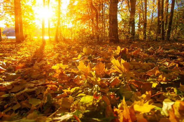 Autumn trees on sun