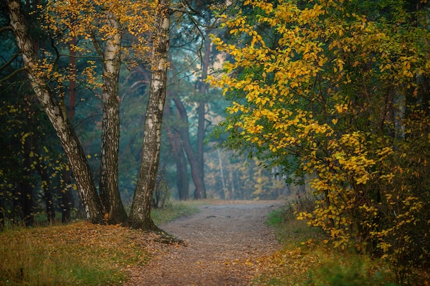 Autumn trees with colorful leaves.