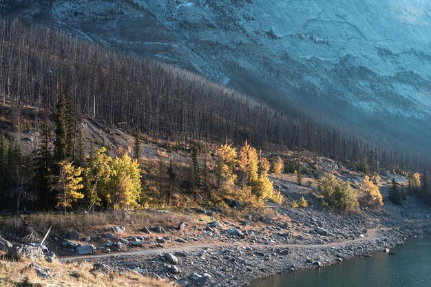 Autumn trees with dry tree and snow mountain on lakeside in morning