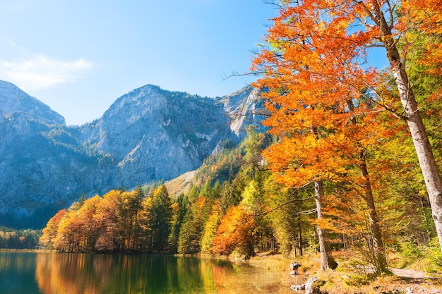 Autumn trees with red-yellow leaves on the shore of lake in Alps mountains, Austria