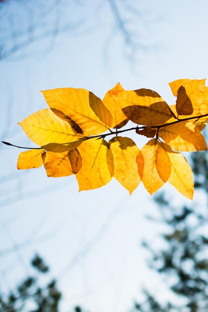 Autumn trees with yellow leaves in Autumn