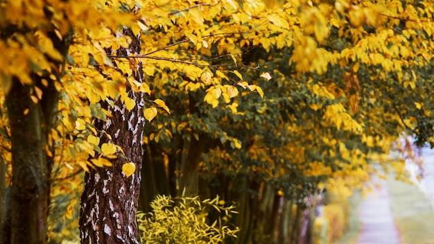 Autumn trees with yellow leaves near the alley in the park