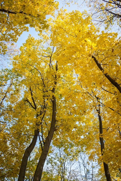 写真 秋の木々、木の黄色の葉、秋の風景、秋の公園、黄金の秋