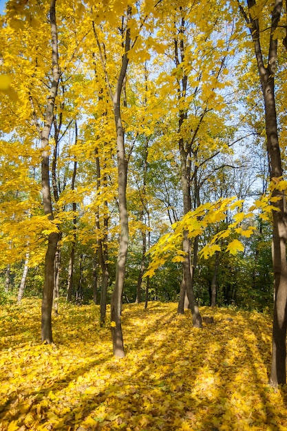 秋の木々、木の黄色の葉、秋の風景、秋の公園、黄金の秋