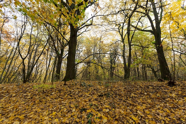 autumn  trees