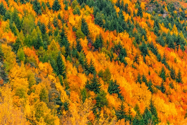 Photo autumn trees