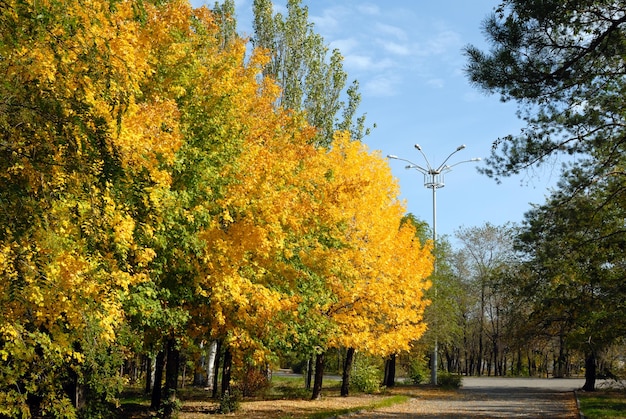 Autumn trees