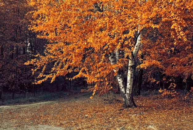 Autumn trees