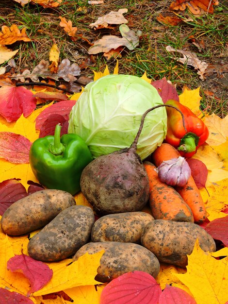 Autumn vegetables on autumn leaves 