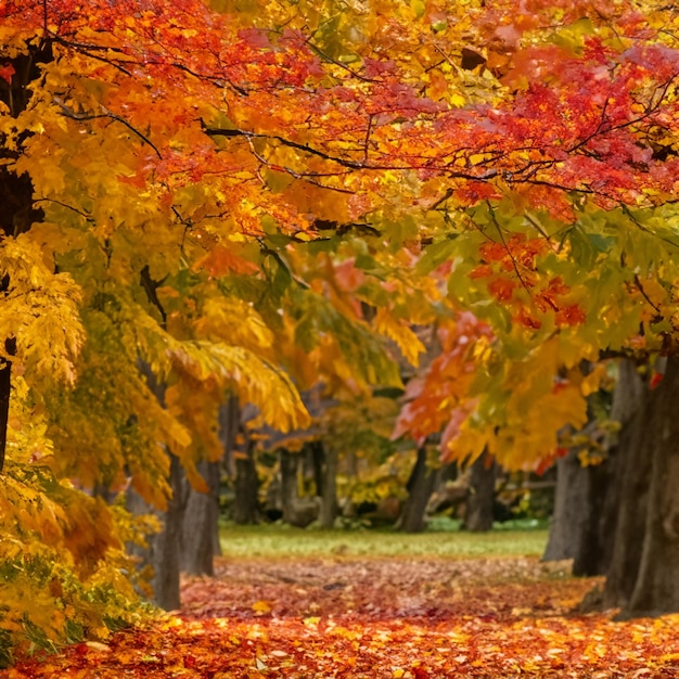 사진 가을의 분위기