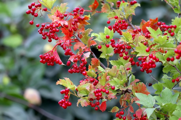 Photo autumn viburnum