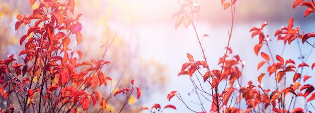 Autumn view with red leaves on a tree near the river in sunny weather