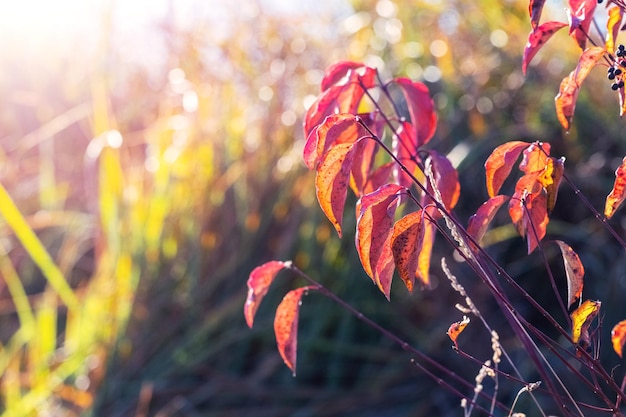 Autumn view with red leaves on a tree near the river in sunny weather