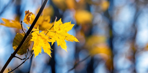 Vista autunnale con foglie di acero gialle su uno sfondo di alberi attraverso i quali è visibile il cielo blu