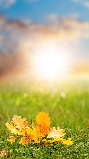 Photo autumn view with yellow oak leaves on the grass in sunny weather