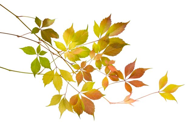 Photo autumn vine leaves on a branch isolated on white background