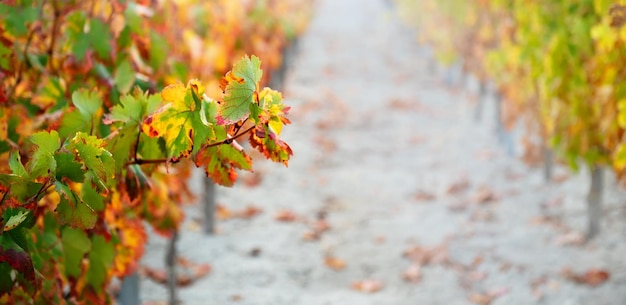 Autumn vineyard background with multicolored leaves and rows of vine in soft focused perspective