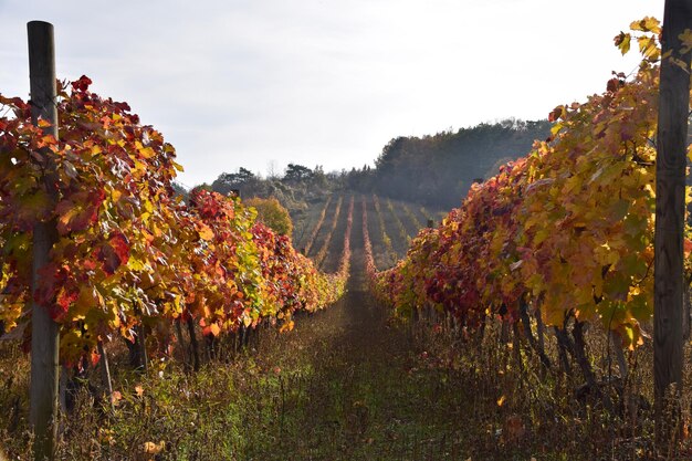 Autumn vineyard