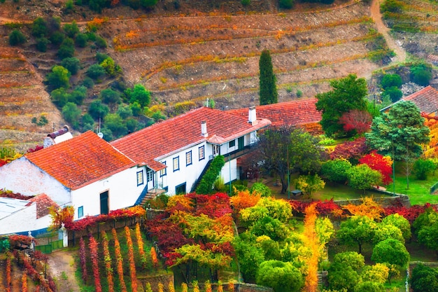 Autumn vineyards and colorful trees in traditional portugal vinery Douro river valley Portugal