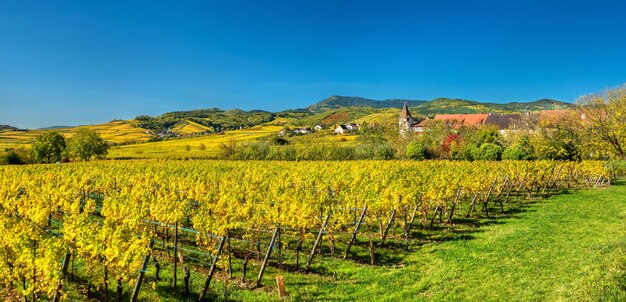 Autumn vineyards in Haut-Rhin - Grand Est, France