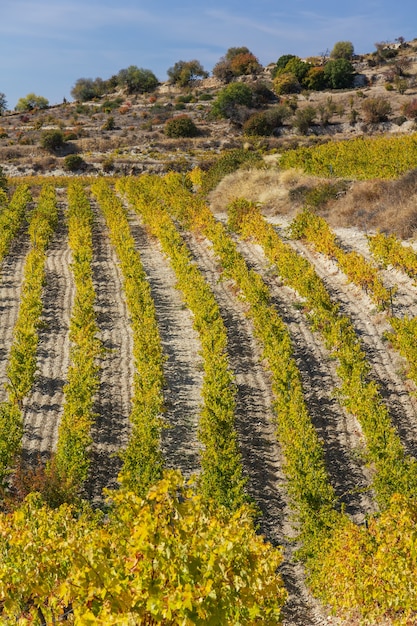 Vigneti autunnali su una collina vicino a malia, cipro