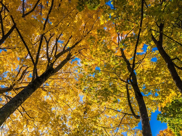 Autumn vivid yellow maple tree on blue sky background full frame upward view from below