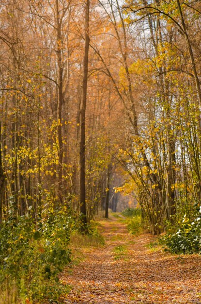 Autumn walk with old road in the forest autumn landscape with\
road at sunset autumn landscape with colorful fall foliageof\
trees