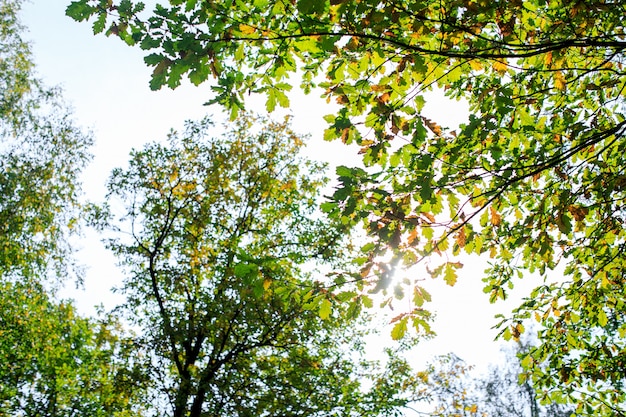 Foresta della parete di autunno con le foglie gialle rosse dell'acero