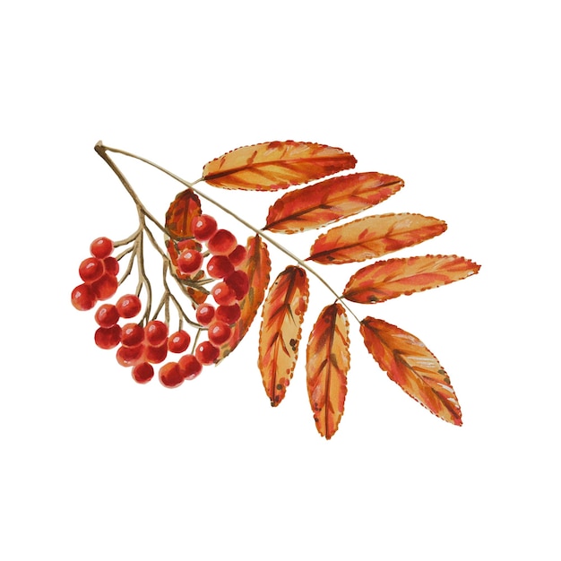 Фото Осенняя акварель изолированные иллюстрации на белом фоне тыквы кленовый лист желуди дубовый лист