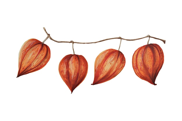 Autumn watercolor isolated illustration on white background Pumpkins maple leaf acorns oak leaf