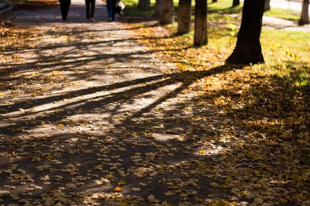 Autumn way with fallen leaves and shadow of the trees Path in autumn forest