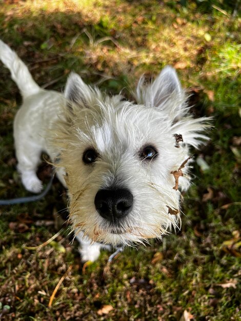 Photo autumn westie