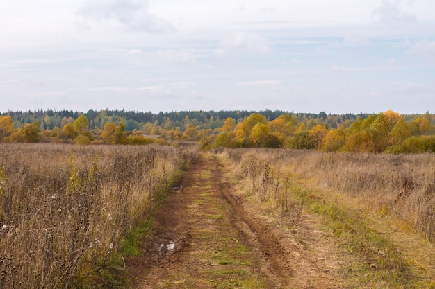 Фото Осенняя мокрая дорога в поле, ведущая в лес. открытое пространство с природой