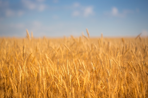 Autumn wheat field against blue sky