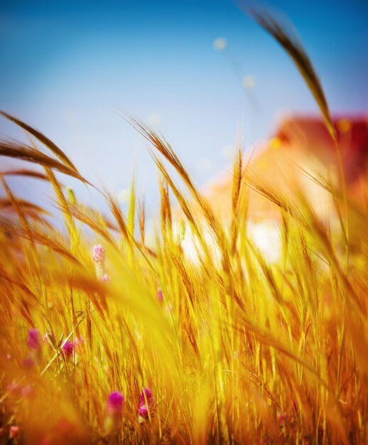 Autumn wheat field background