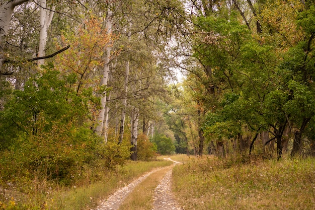 Autumn wild forest. Well-trodden path, fallen yellow leaves and yellowed grass.