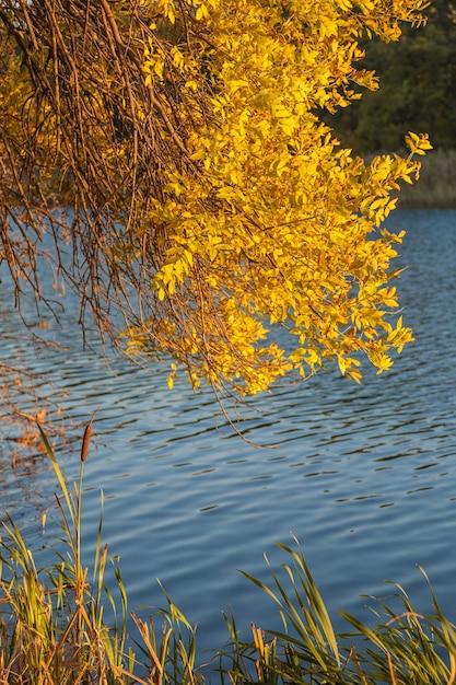 Autumn wood on the river bank