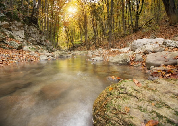 Foto legno autunnale e flusso del fiume