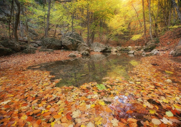 湖の秋の木とれた葉