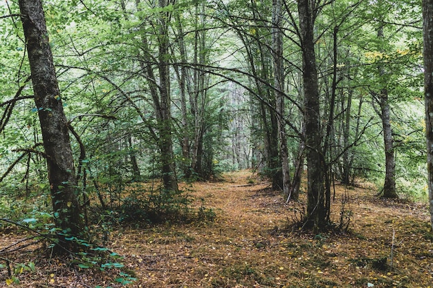 Autumn woodland forest with light showing 44