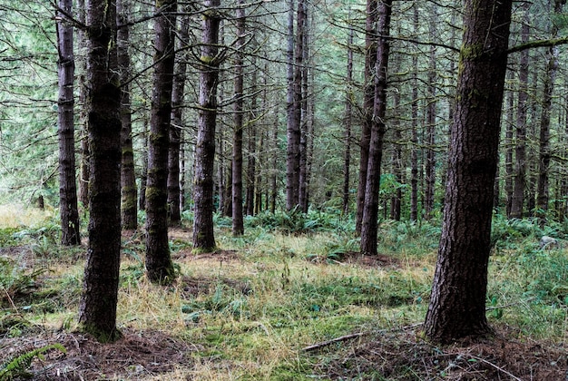 Autumn woodland forest with light showing 99